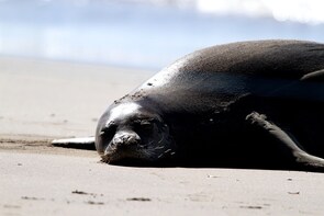 Lahaina Semi-Private Stand Up Paddle Lessons