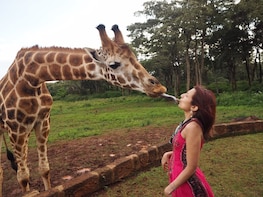 Full day Nairobi National Park,Baby Elephant&Girraffe centre