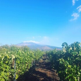 Visite et dégustation de vin à la cave sur l'Etna