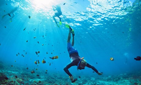 Dagstur til Paradise fra Miami: Key West-tur med snorkling og åpen bar