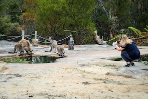 Private Tour : Hunter Valley & Walkabout wildlife park
