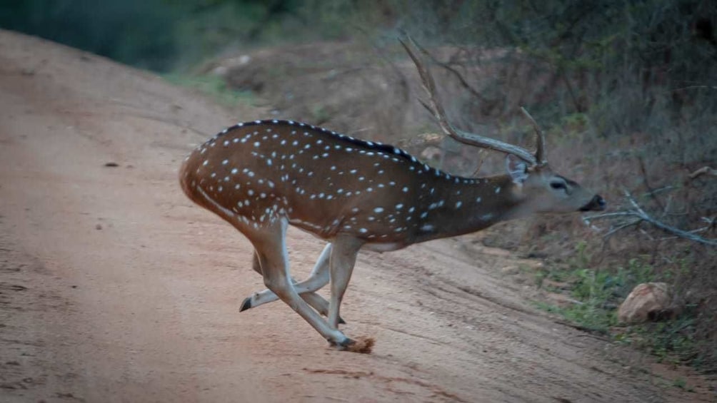 Show item 5 of 10. Yala National Park Safari from Galle & Weligama