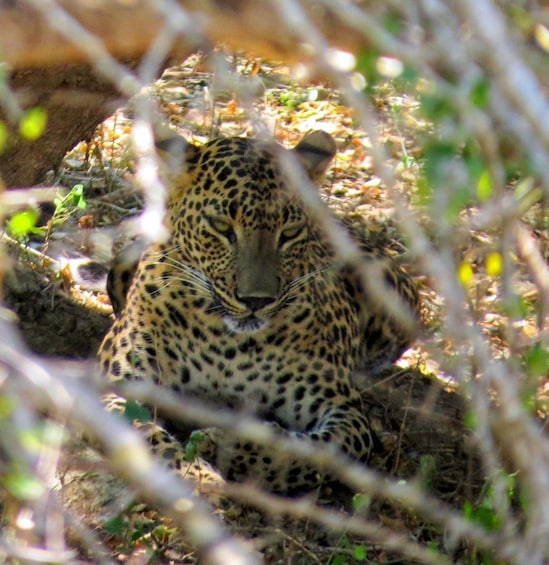 Yala National Park Safari from Galle & Weligama