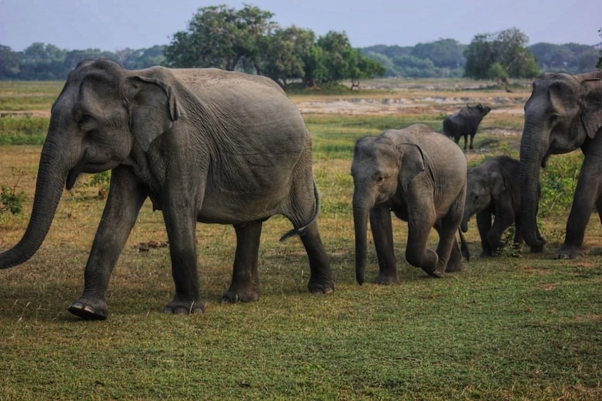 Yala National Park Safari from Galle & Weligama