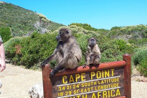Cape Point and Stellenbosch Wine Full Day Tour