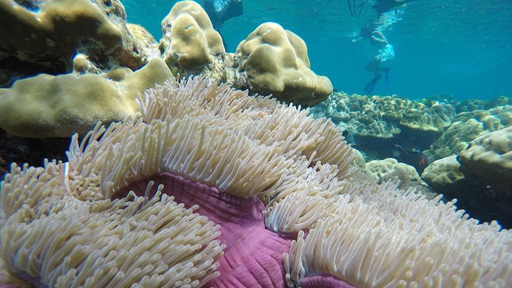Snorkeling Tour to Rok and Haa Island From Koh Lanta