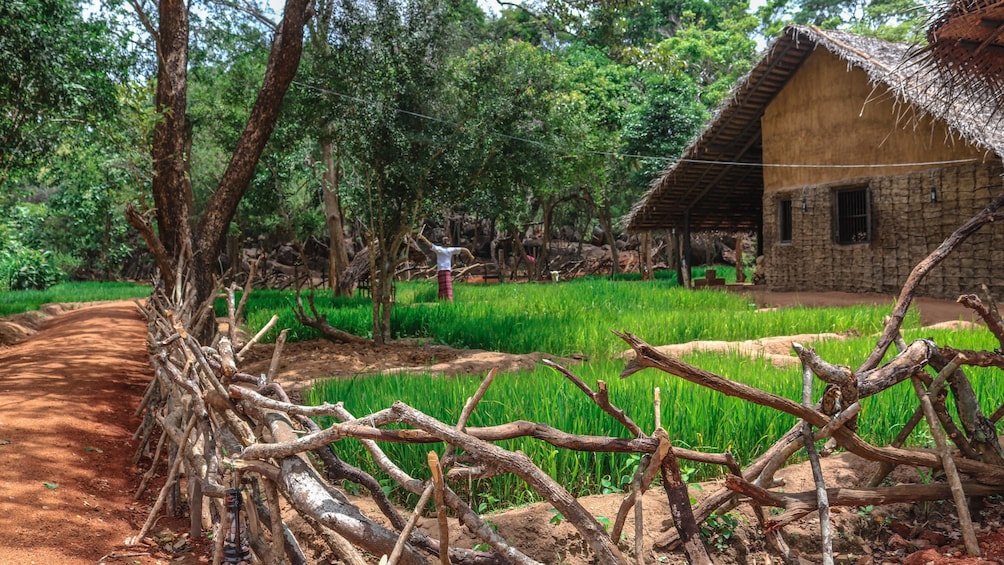 Sri Lanka Big Five Game & Luxury Camping - 7 Days