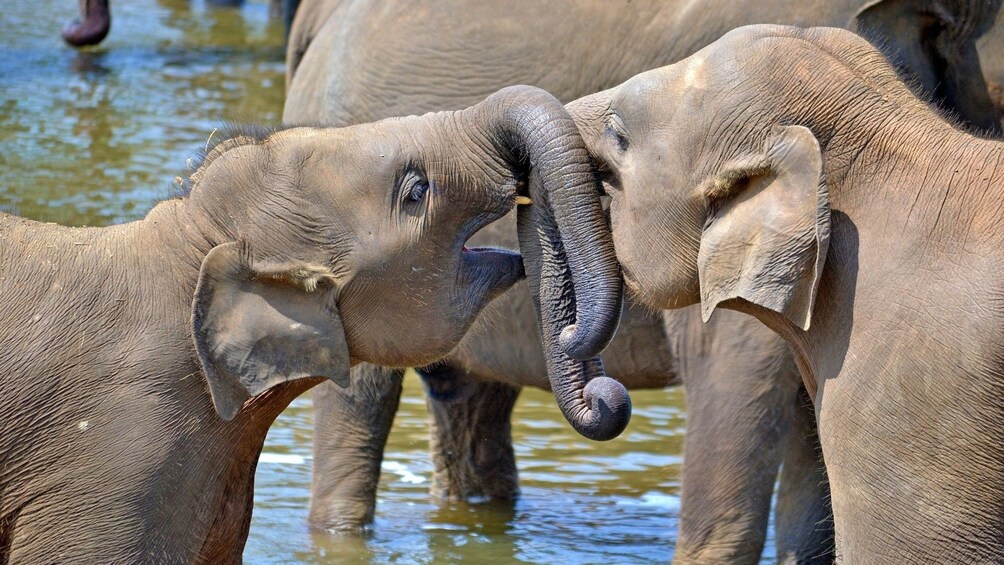 Show item 1 of 10. Sri Lanka Big Five Game & Luxury Camping - 7 Days