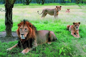 2 DAYS LAKE NAKURU PARK,HELL'S GATE AND LAKE NAIVASHA PARK