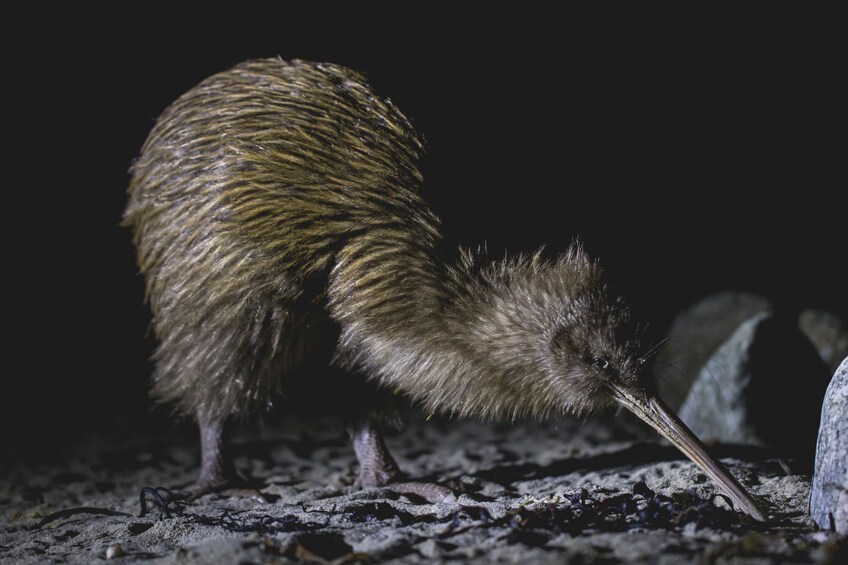 Stewart Island Wild Kiwi Encounter