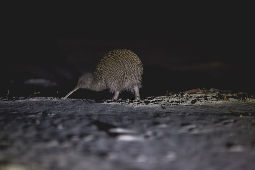 Stewart Island Wild Kiwi Encounter
