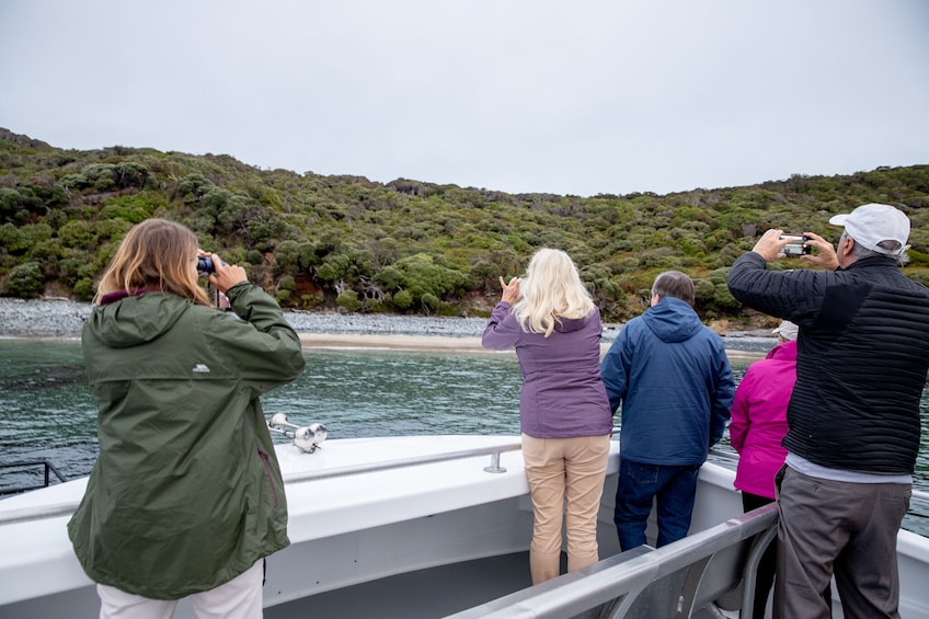 Stewart Island Wild Kiwi Encounter