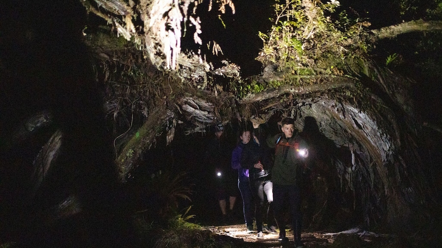 Stewart Island Wild Kiwi Encounter