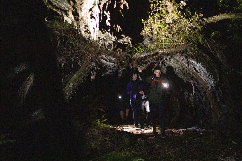 Stewart Island Wild Kiwi Encounter