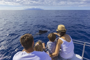 3-Hour Catamaran Whale and Dolphin Watching in Puerto Colón