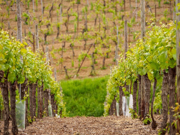Day view of the vineyard in the Colmar wine region