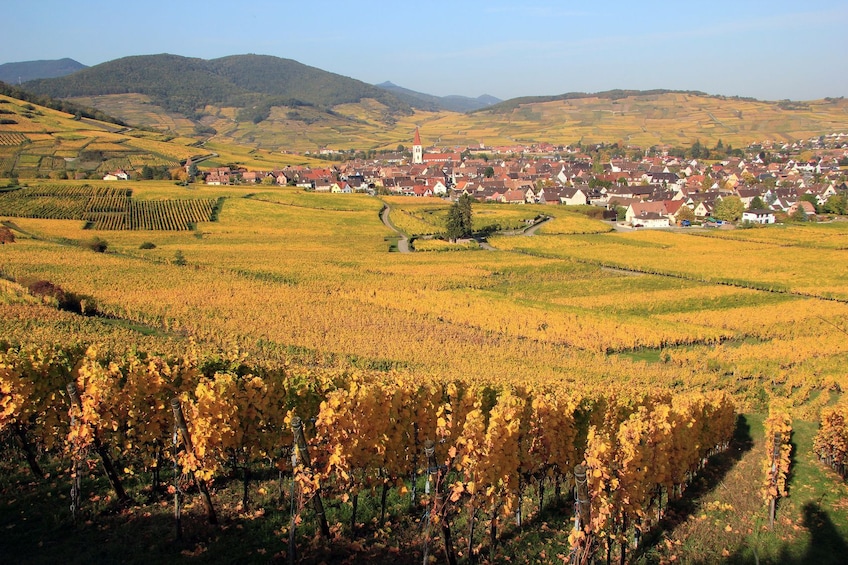 Vineyard in Alsace 