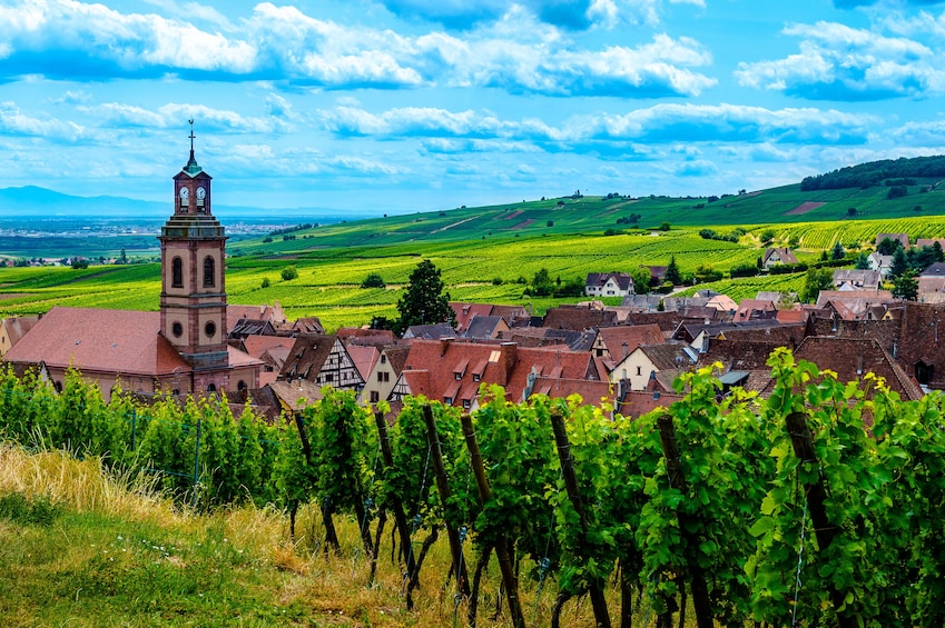 Vibrant view of a vineyard in the Alsace region