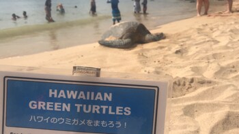 Circle Island Oahu Highlights Tour - Small Group