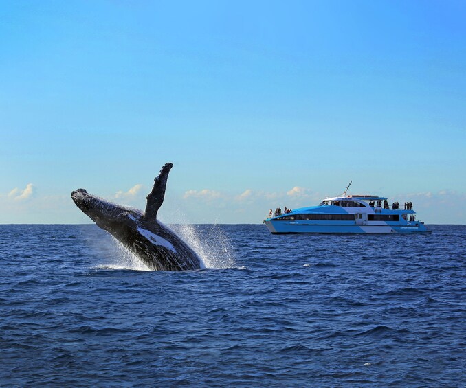 Whale Watching Cruise with Sydney Harbour Explorer Cruise
