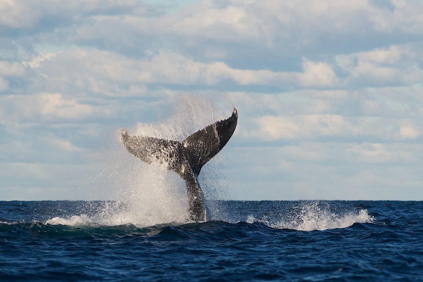 Whale's tail comes out of the water in Sydney