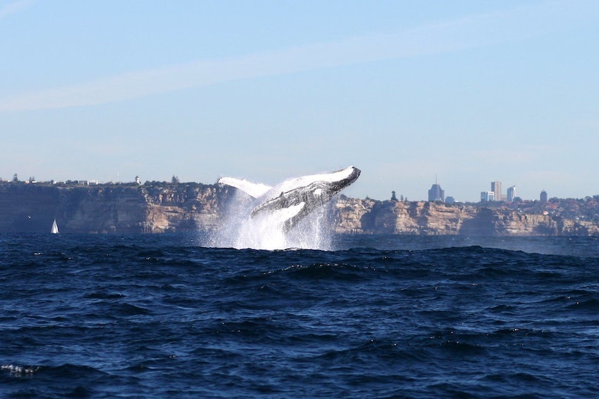 Whale breaches in waters of Sydney, Australia