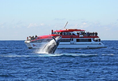 Crucero de observación de ballenas con entrada al zoológico de Taronga