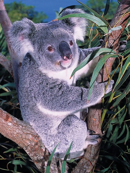 Closeup of a koala at the Taronga Zoo in Sydney