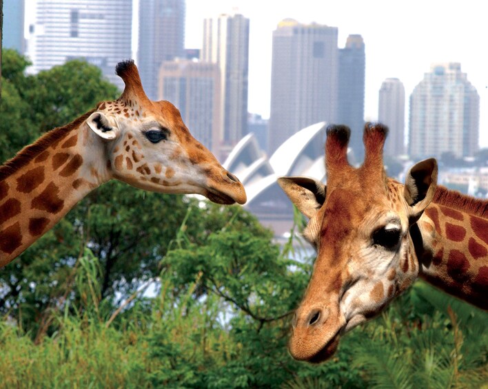 Two giraffes at the Taronga Zoo in Sydney