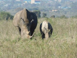 6 Days Kenya Allround Safari - NAIROBI