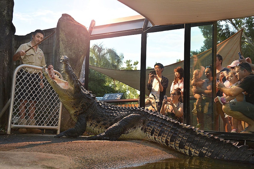 People watch through window as zookeeper feed crocodile on Hamilton Island