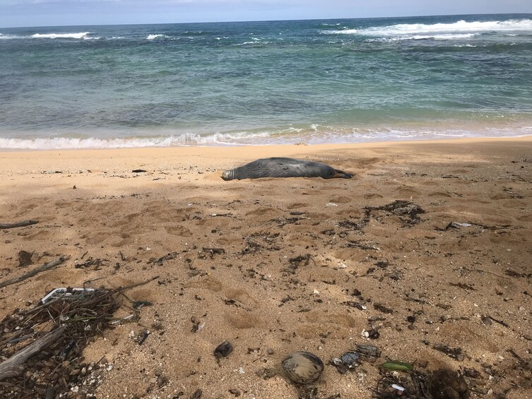 East side coastal hike