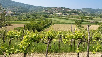 Horses and Istrian Countryside