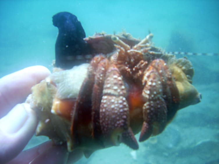 Show item 5 of 9. 17 Years Best Snorkeling Tours #1 Activity TripAdvisor n Fla