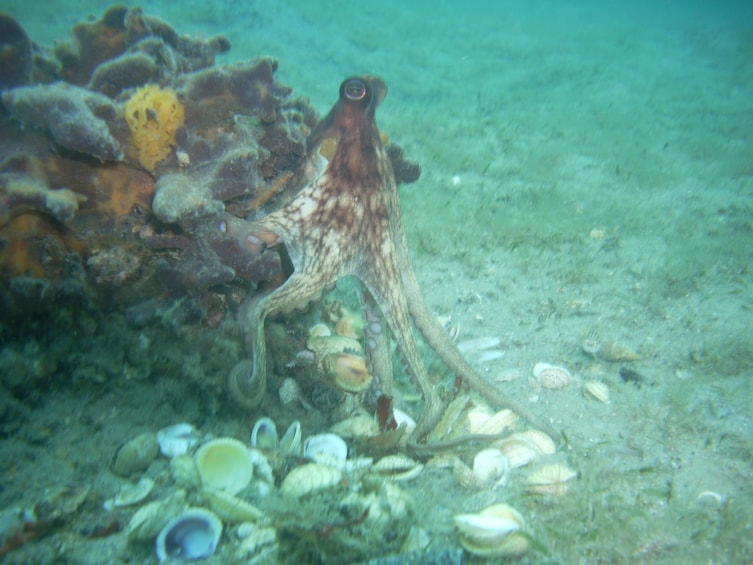 Show item 4 of 9. 17 Years Best Snorkeling Tours #1 Activity TripAdvisor n Fla