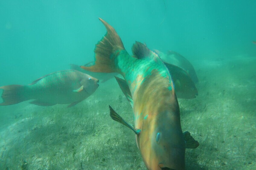 Private Snorkeling Adventure with the Ultimate Local Expert