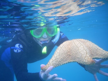 Snorkeling with Marine Life, Look for Shells, Sharks Tooth or a Sea Horse