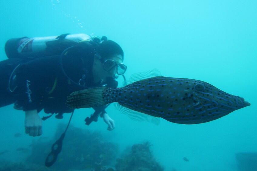 Show item 4 of 10. Bucket List Scuba Diving - The 4 Hour Passage To SCUBA Dive