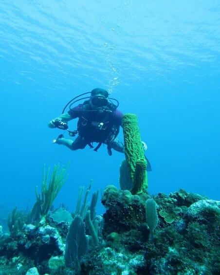 Bucket List Scuba Experience with Marinelife, Lifetime Thrill - Guarnateed