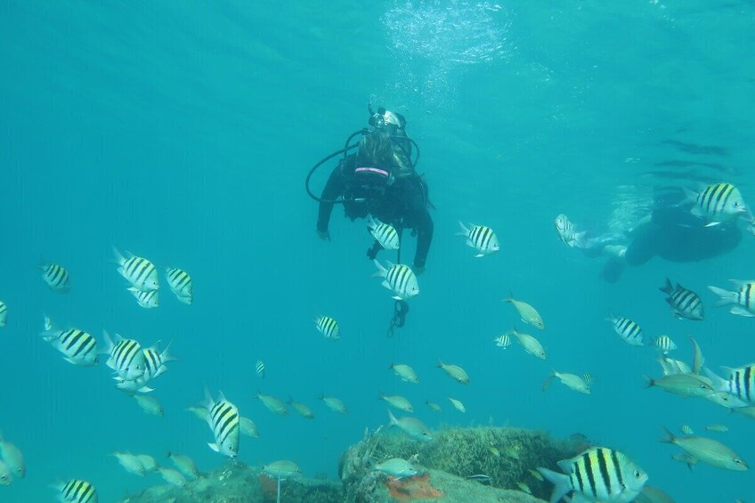 Bucket List Scuba Experience with Marinelife, Lifetime Thrill - Guarnateed