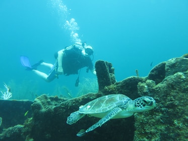 Bucket List Scuba Diving - The 4 Hour Passage To SCUBA Dive