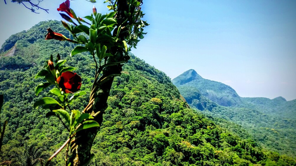 Tijuca National Park Hiking Tour, Rio de Janeiro