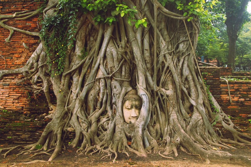 Buddha bust wrapped in tree limbs in in Ayutthaya