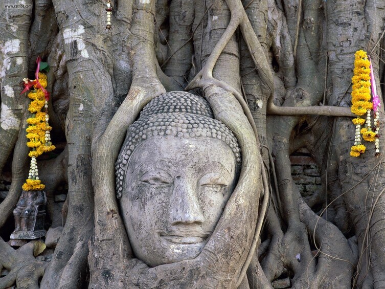 Buddha head embedded in a Banyan tree