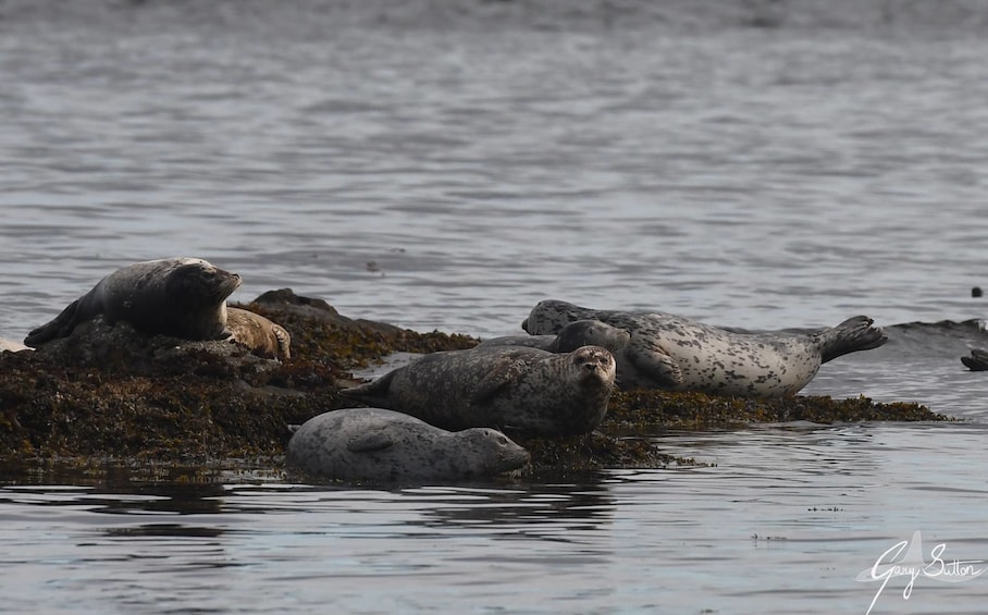 Show item 5 of 9. Vancouver Island Half Day Whale and Wildlife Adventure
