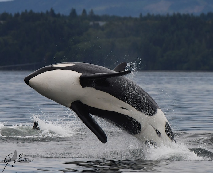 Vancouver Island Half Day Whale and Wildlife Adventure