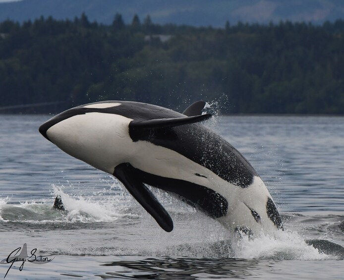 Vancouver Island Half Day Whale and Wildlife Adventure