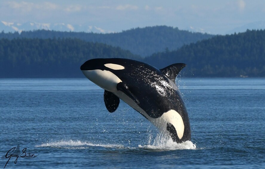 Vancouver Island Half Day Whale and Wildlife Adventure