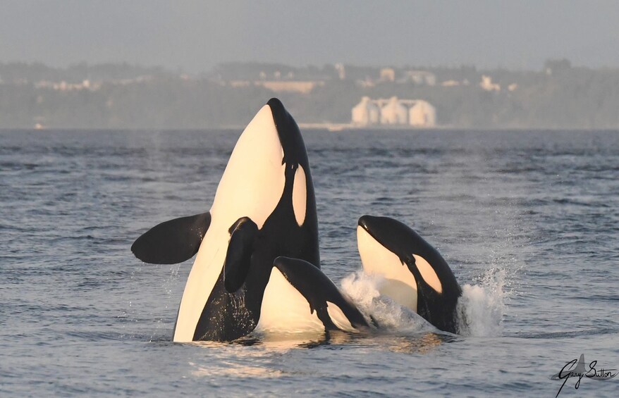 Show item 2 of 9. Vancouver Island Half Day Whale and Wildlife Adventure