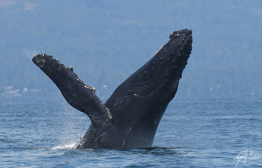 Vancouver Island Half Day Whale and Wildlife Adventure